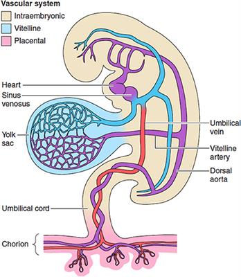 Development of the Human Placenta and Fetal Heart: Synergic or Independent?